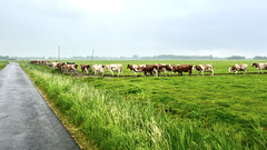 Cows on a journey