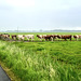 Cows on a journey