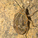 IMG 7611beetle