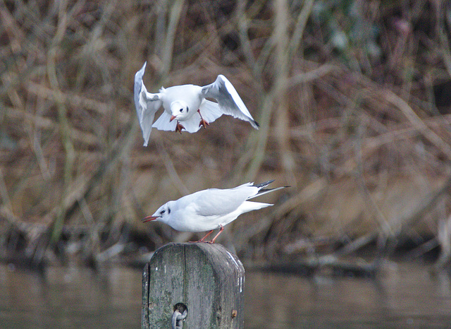 EF7A1322gulls