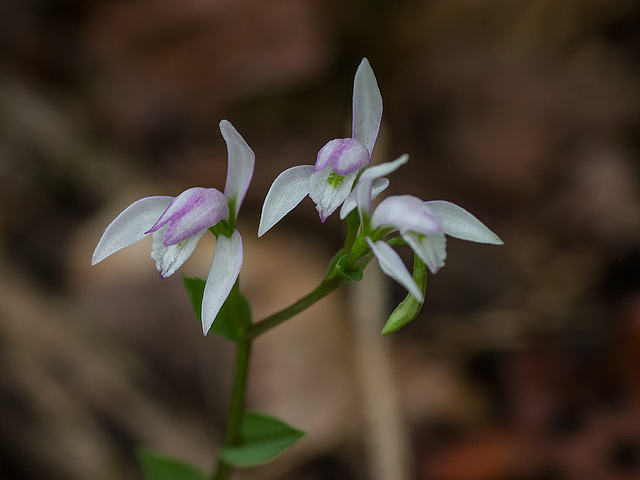 Triphora trianthophorus (Three-birds orchid)