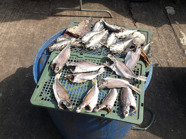 Poissons séchant / Drying fish