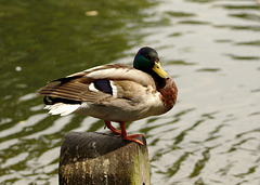 Mallard Duck EF7A4394