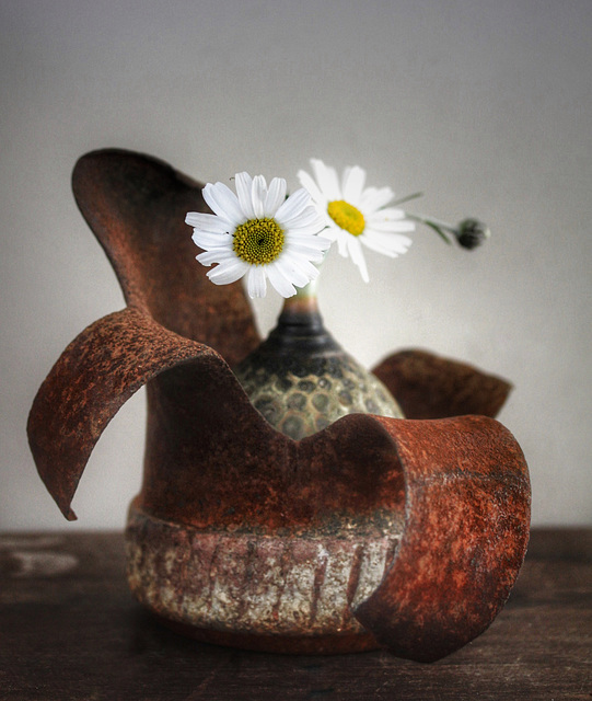 shell and daisies