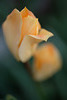 DSCF5154
