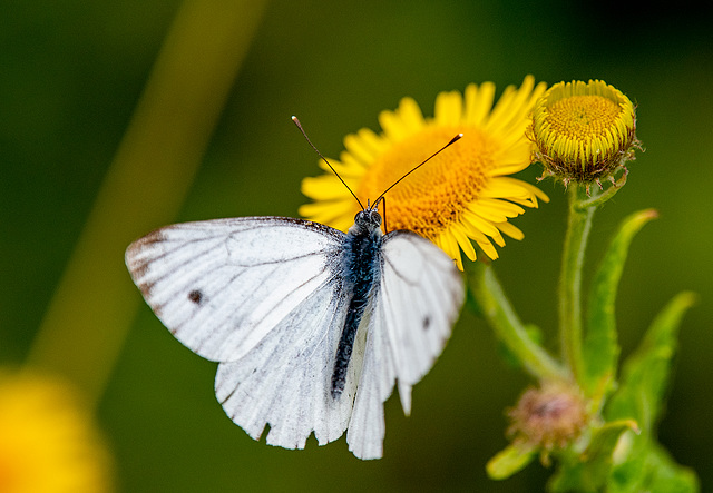 Small white butterfly