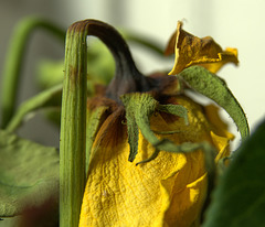 Yellow Rose On Its Way to Splendour