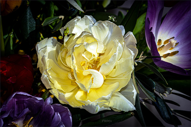 Yellow tulip flower head