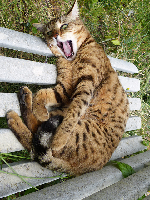 coucou...je fais la sieste...ne pas déranger.....