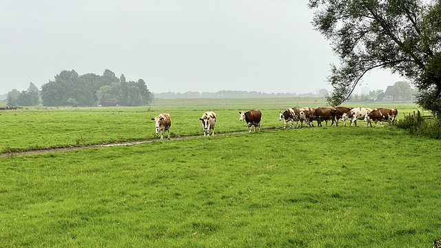 Cows on a journey