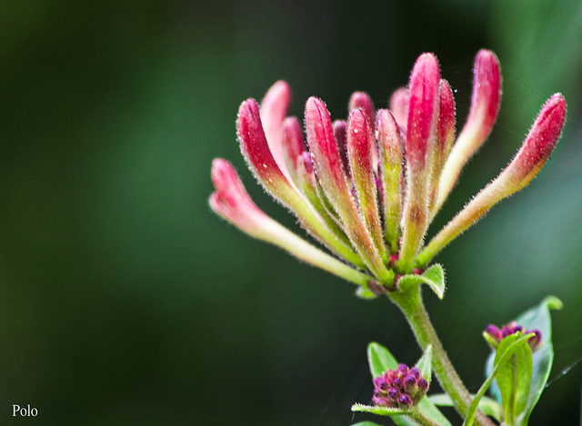 Naturaleza floral silvestre + (1 nota)