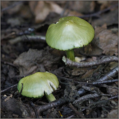 Champi au chapeau vert...