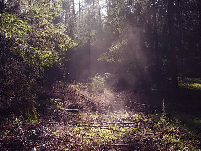 Białowieża