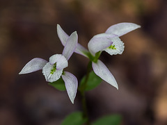 Triphora trianthophorus (Three-birds orchid)