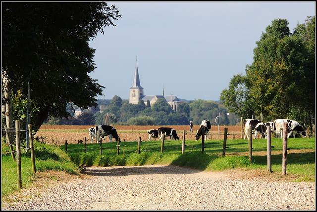 Cattle land