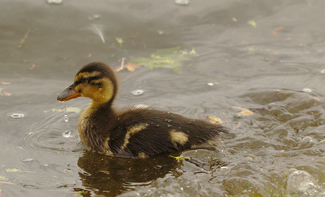 Duckling EF7A4360