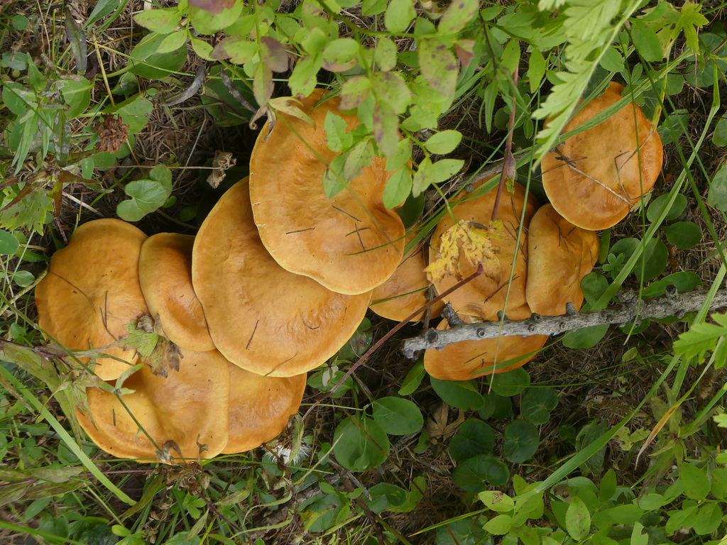 20180827 -0901 Randos Névache (Vallée de la Clarée 05) (576) al
