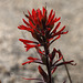 Desert Indian Paintbrush