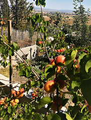 Couldn't resist one more of this little apricot tree.