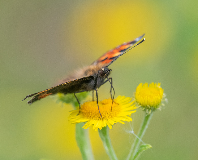 Tortoishell butterfly