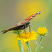 Tortoishell butterfly