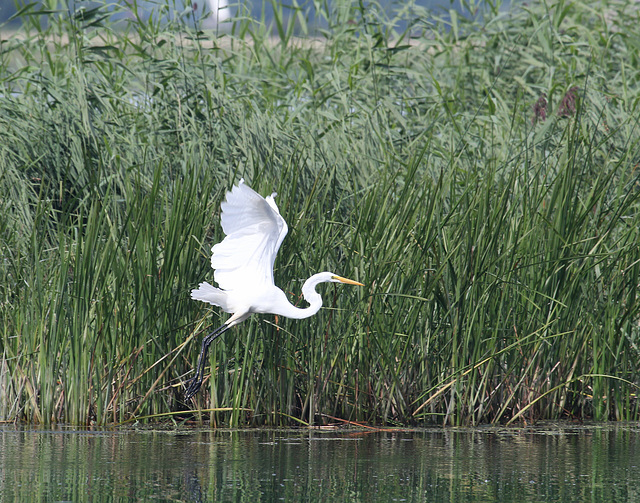 3/50 grande aigrette-great egret