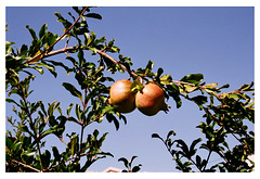 Ever seen pommegranate growing on a tree