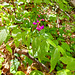 Frühlings-Platterbse (Lathyrus vernus)