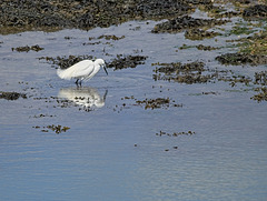 Little Egret