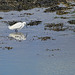Little Egret Little Egret