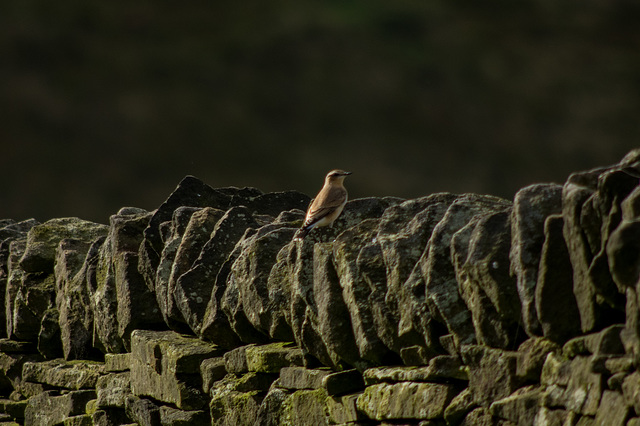 Male Wheatear (Autumn colours)