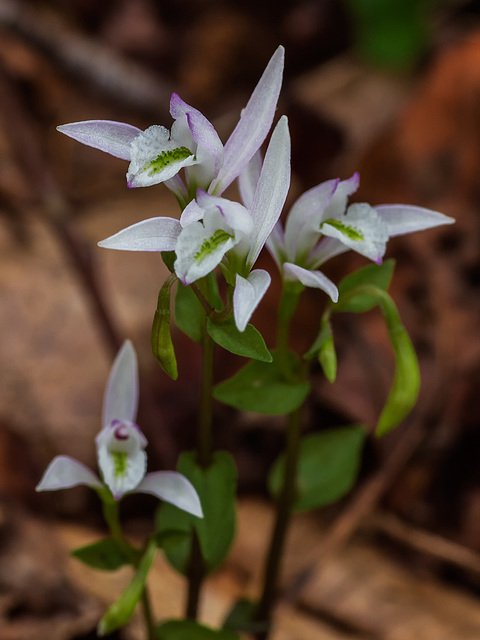 Triphora trianthophorus (Three-birds orchid)