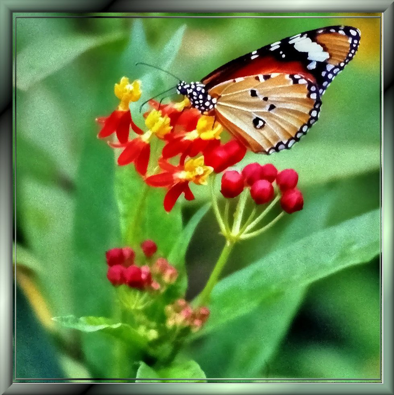 Kleine Monarch (Danaus chrysippus).  ©UdoSm