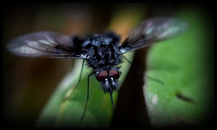 Tu as de beaux yeux  tu sais ...Regard de Bombylella atra