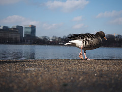 Gans ganz schnell weg