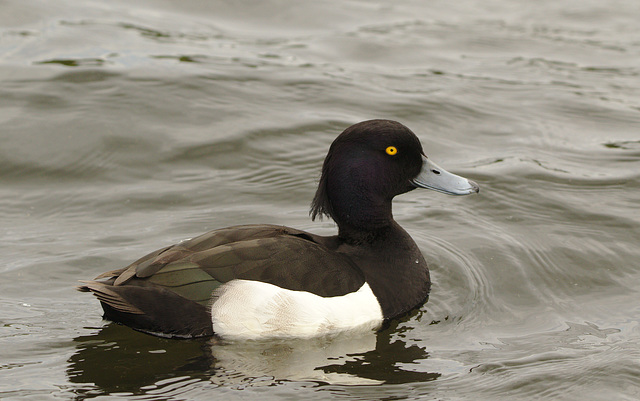 Tufted duck EF7A4120