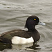 Tufted duck EF7A4120