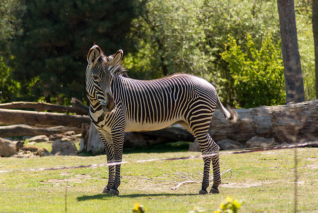 Grevy-Zebra