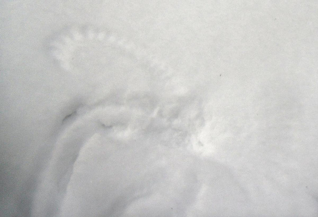 Owl tracks in the snow