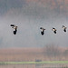 Lapwings