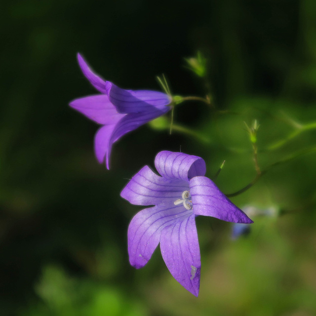 spreading bellflower