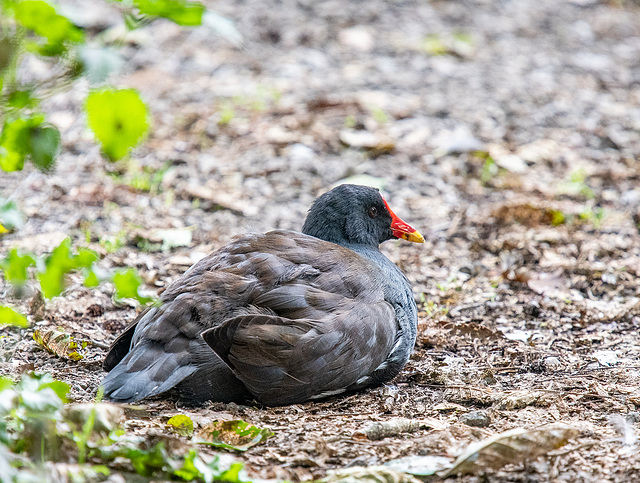 Moorhen