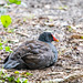 Moorhen