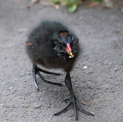 Moorhen chick