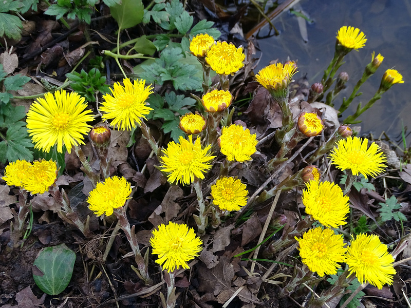 Coltsfoot 2