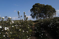 Cistus ladanifer and Eucalyptus, Penedos