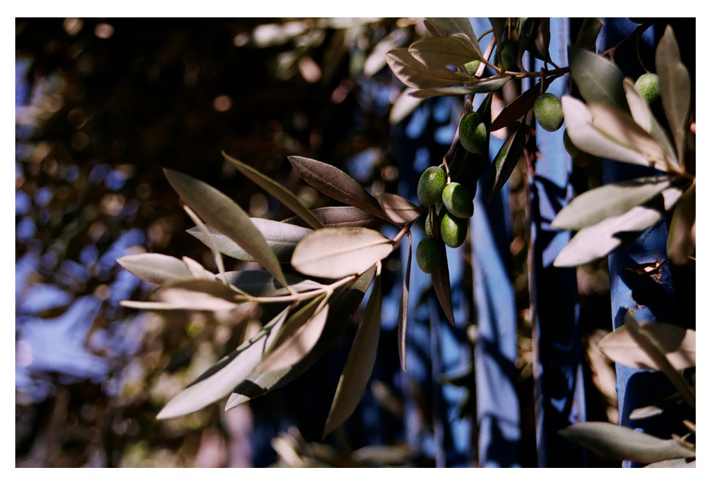 Olives