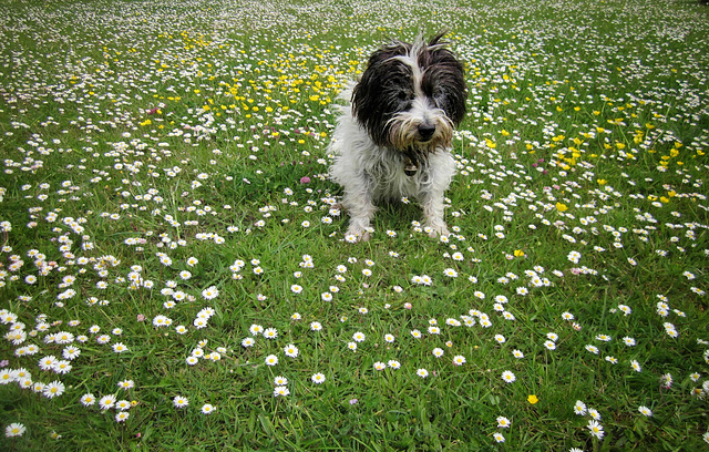 radish 18 may communing with the daisies and buttercups