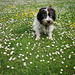 radish 18 may communing with the daisies and buttercups