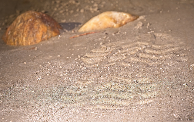 ..........Spuren im Sand hinterlassen.....................Leaving footprints in the sand....................Laisser des empreintes dans le sable.........